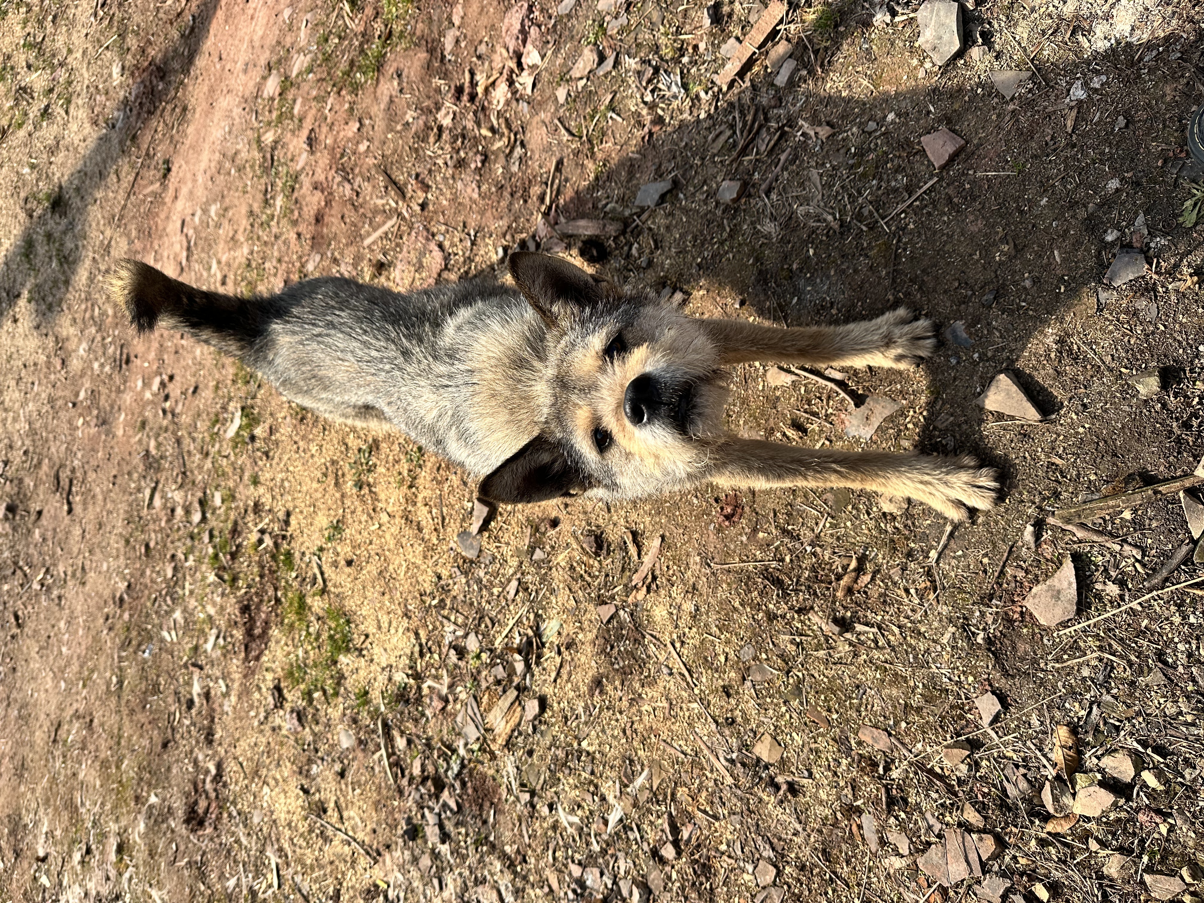 Mignon petit chien debout, joueur, prêt pour l'aventure