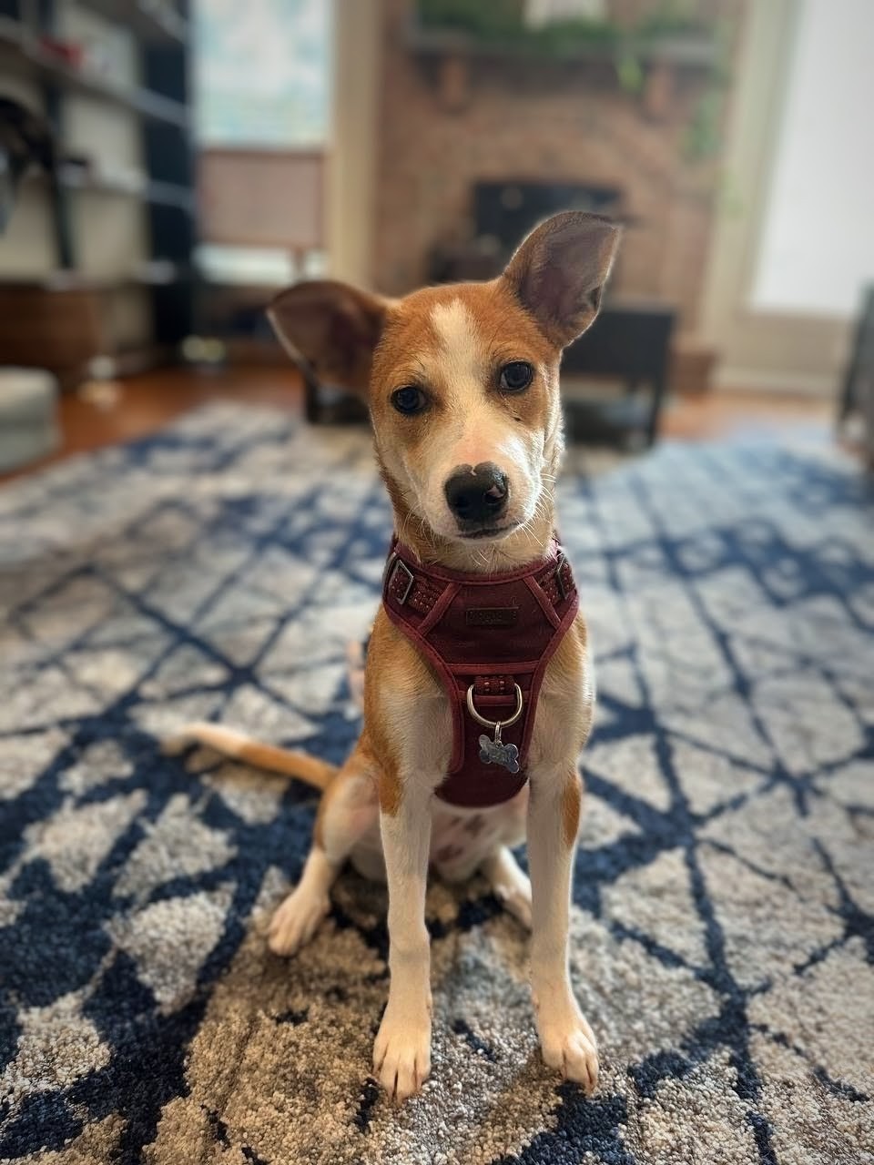 Portrait de chiot charmant : un chiot espiègle dans un décor artistique de dessin au trait