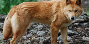 Majestätischer Wolf, der stolz zwischen Felsen in einer friedlichen Landschaft steht