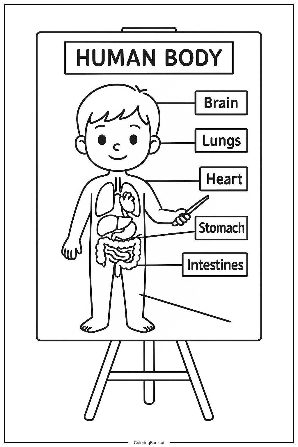  科学人体图表填色页 
