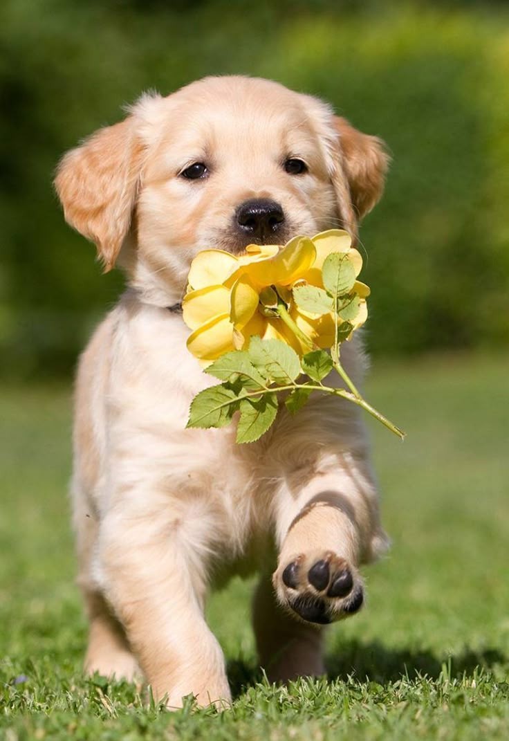 Verspielter Welpe bringt Liebe: Ein süßer Hund mit einer Blume im Mund